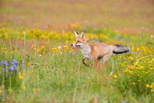 Spring theme. Red Fox cub playing on a flowering highland meadow. Fox among blue and yellow blossoms. Low angle photo of lovely Red Fox cub, Vulpes vulpes. Animals in spring nature.