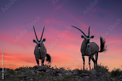 Two large antelope with magnificent horns, Gemsbok, Oryx gazella, standing on a rocky desert against a reddish-purple sky after sunset, wildlife photograph in the Kalahari Desert, South Africa.