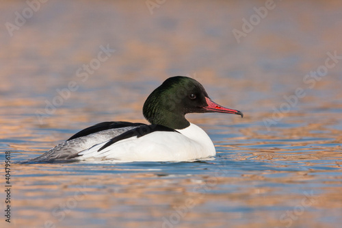 Grote Zaagbek, Goosander, Mergus merganser merganser