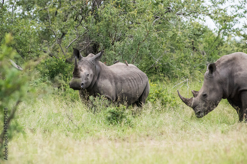 Safari Bilder Südafrika, Safari Photos South Africa 