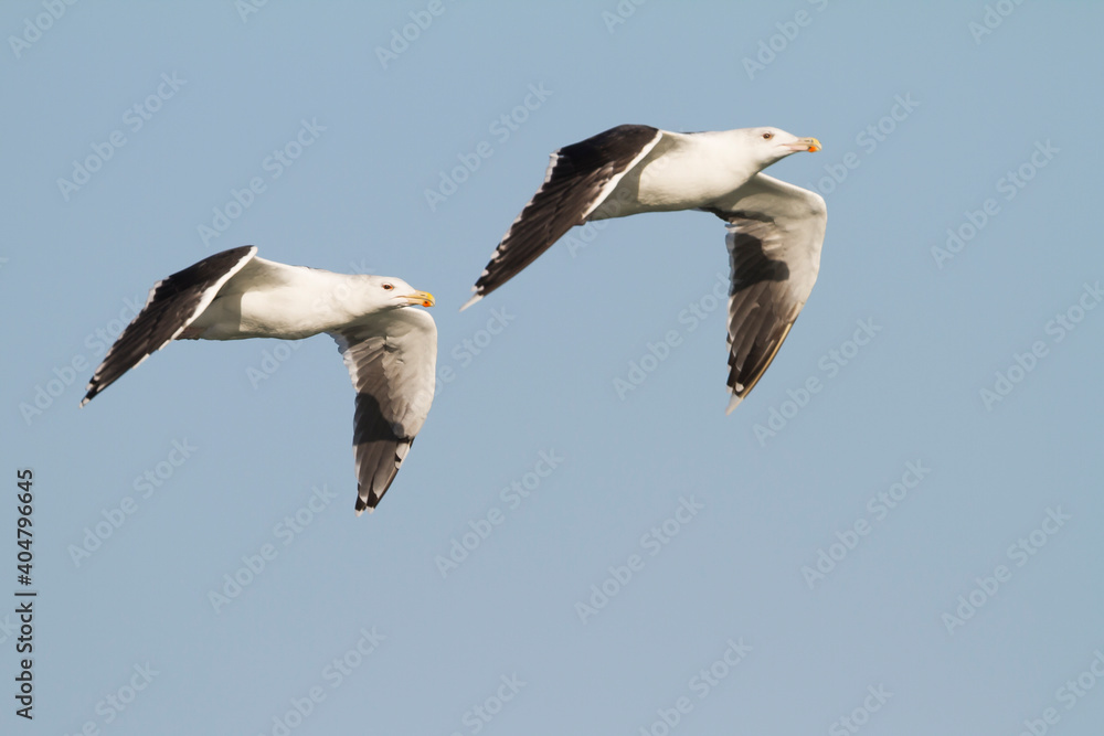 Fototapeta premium Grote Mantelmeeuw, Great Black-backed Gull, Larus marinus
