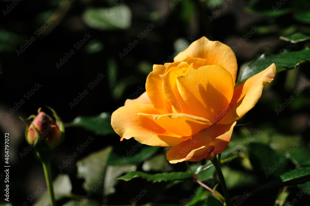 秋の旧古河庭園で咲くオレンジ色のバラの花　万葉