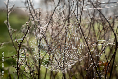 Dew on a Spiders Web