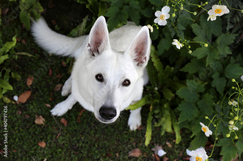 White Swiss Shepherd / White dog in flowers     