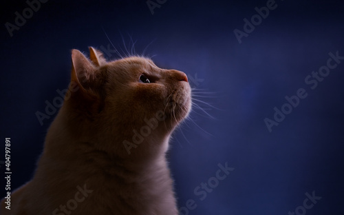 cat's face on a dark blue background