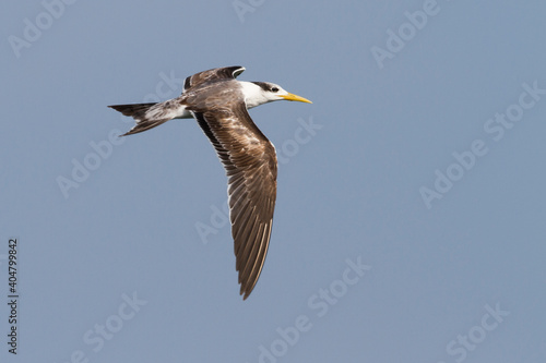 Grote Kuifstern, Greater Crested Tern, Thalasseus bergii velox