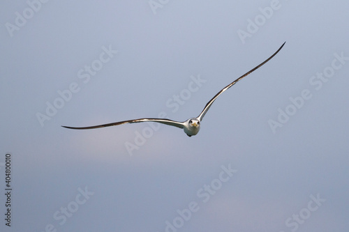 Grote Kuifstern, Greater Crested Tern, Thalasseus bergii velox