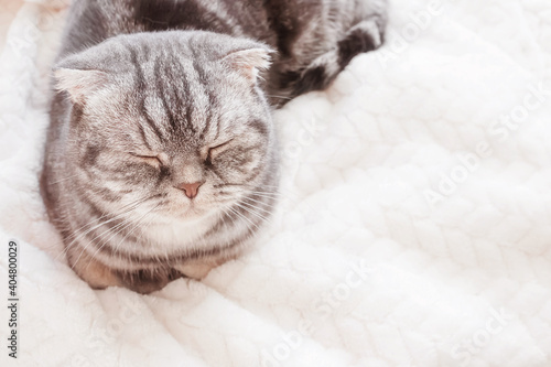 The gray Scottish fold cat sleeps wrapped in a warm beige plaid. Cozy cute warm home concept with a pet..