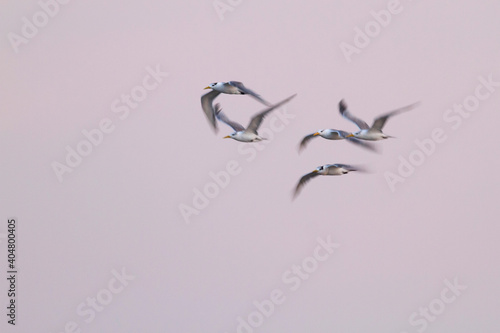 Grote Kuifstern, Greater Crested Tern, Thalasseus bergii velox photo