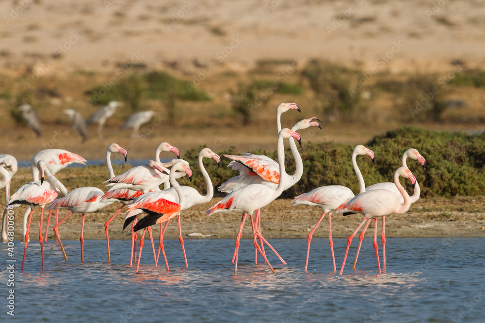 Greater Flamingo; Phoenicopterus roseus,