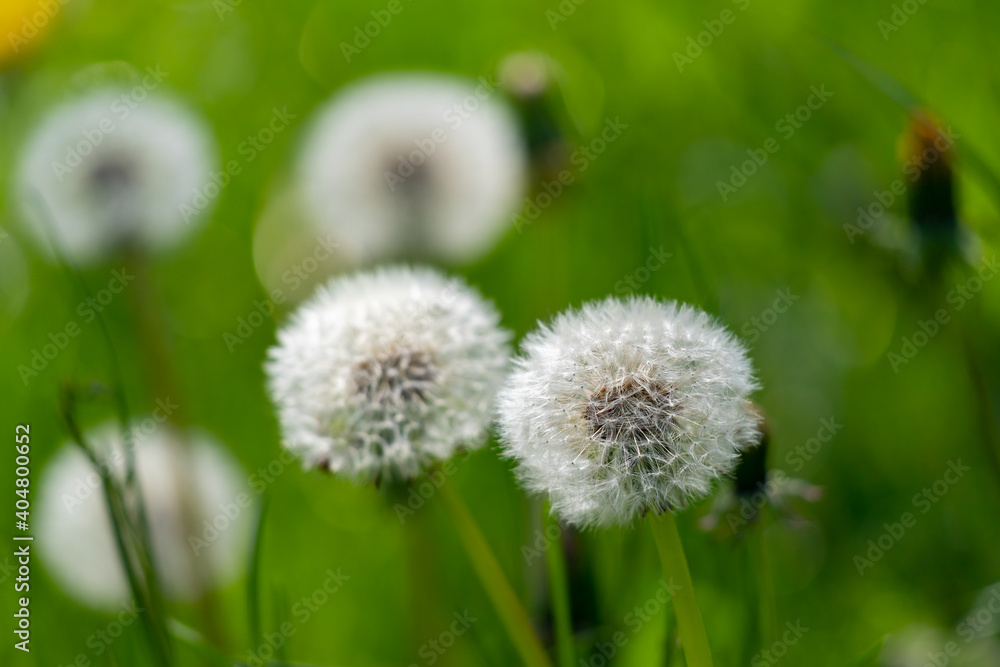 Dandelion flower in green grass. Dandelion flower in green grass.