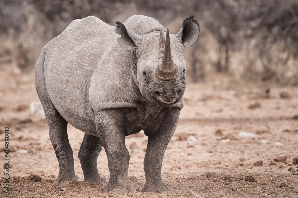 Fototapeta premium portrait of an attentive black rhino