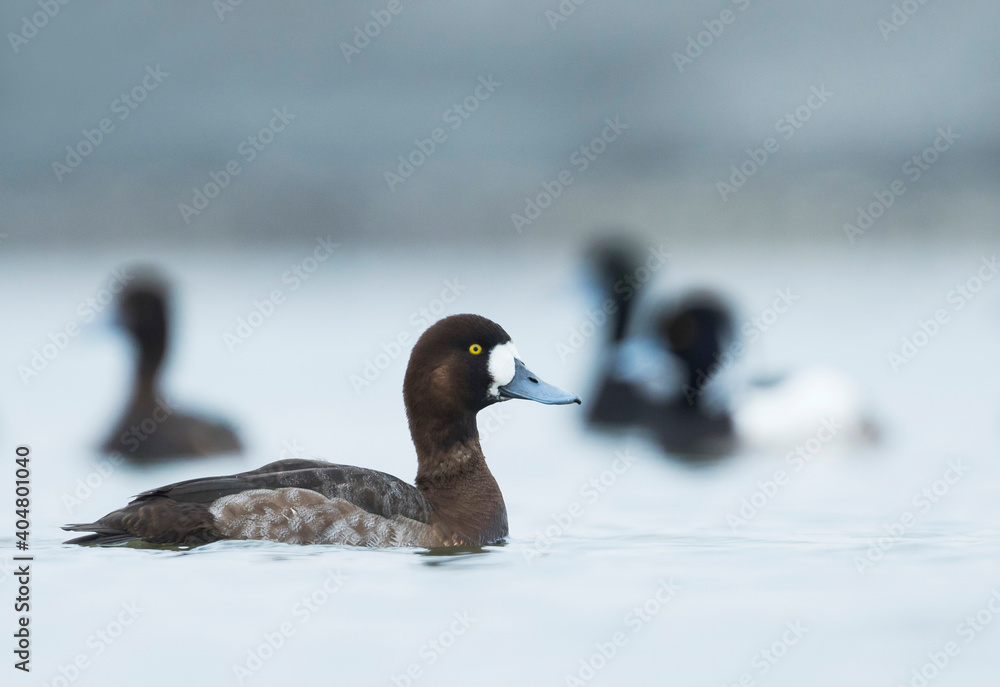 Toppereend, Greater Scaup, Aythya marila
