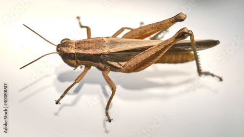 Brown cricket on white background, side view