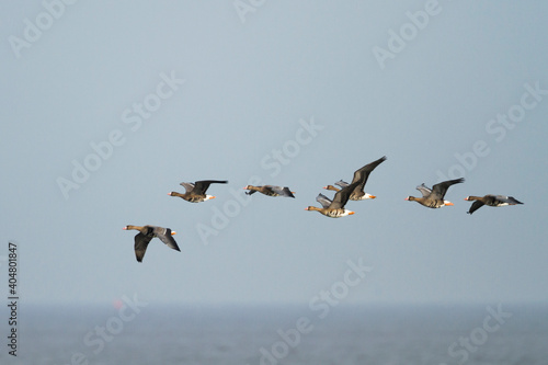 Kolgans, Greater White-fronted Goose, Anser albifrons albifrons