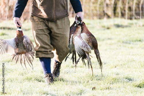 Gamekeeping carrying dead pheasants killed as part of a shoot. photo