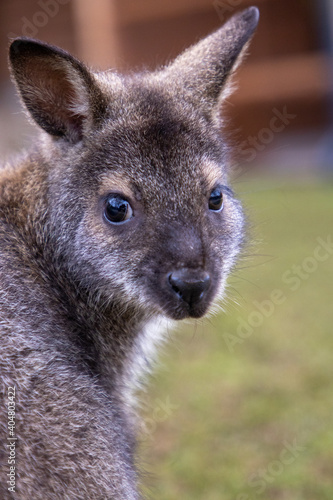 kangaroo in the park © Radomr