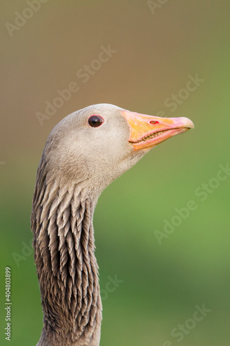 Grauwe Gans  Greylag Goose  Anser anser