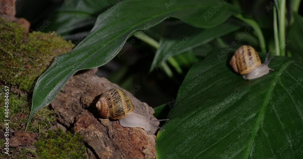 Common snails slowly moving in forest, closeup Common snails slowly moving in forest, closeup