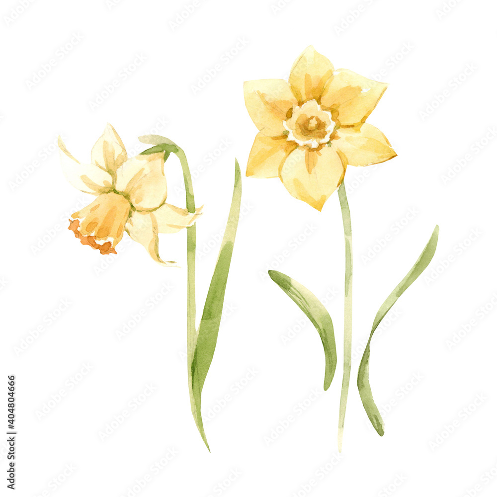 Beautiful image with watercolor gentle blooming narcissus flowers. Stock illustration.