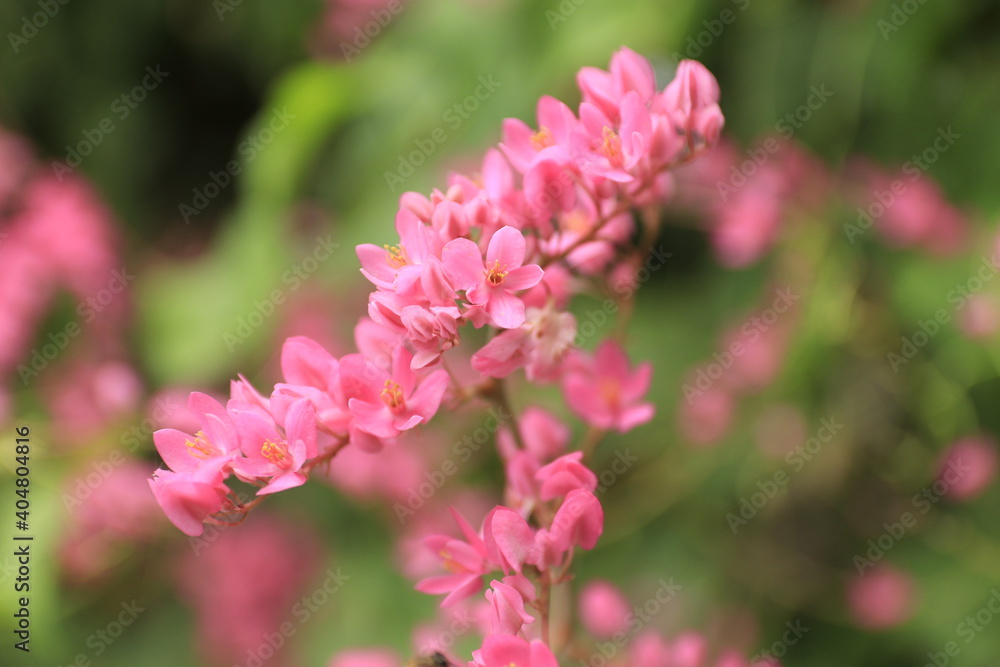 Natural photos: Colorful flower paintings (Viet Nam) Natural photos: Colorful flower paintings (Viet Nam)