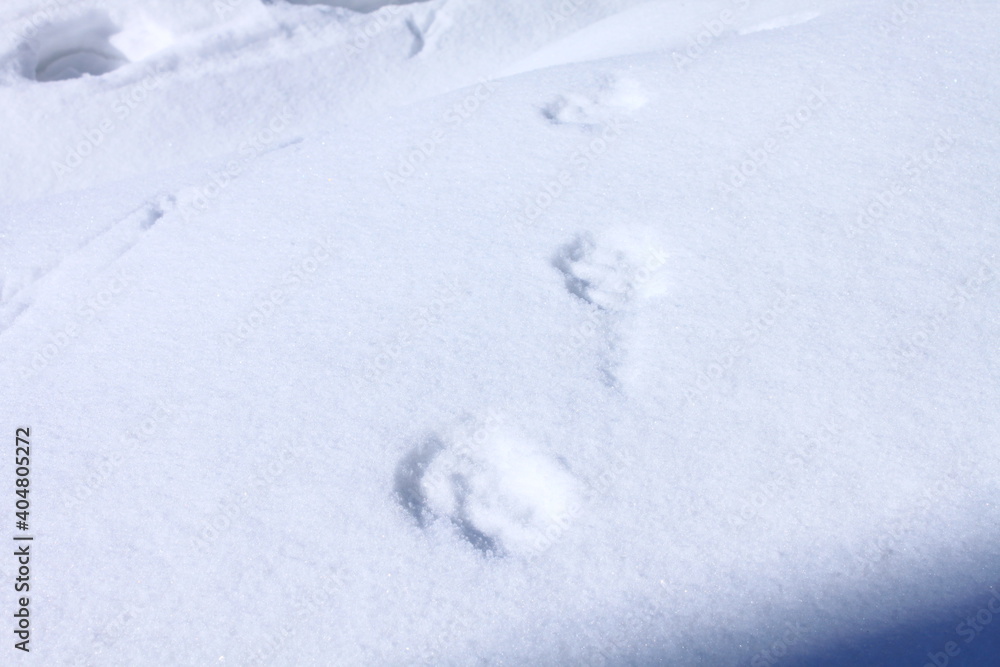 snow snow
