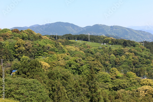 茶畑 静岡県金谷