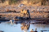 Lion cubs at Etosha