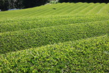 茶畑　静岡県金谷　　　お茶の木が形作る直線が交差する幾何模様