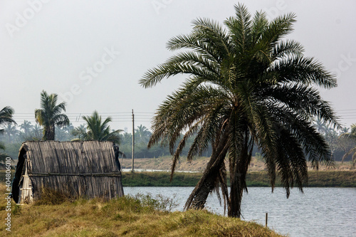 A small village hut and a date plum tree and a pond.