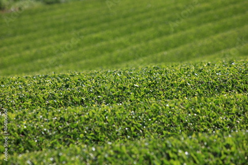 茶畑 静岡県
