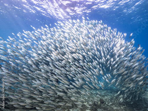 Bait ball, school of fish in turquoise water of coral reef in Caribbean Sea