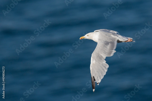 Herring Gull, zilvermeeuw, Larus argentatus © AGAMI