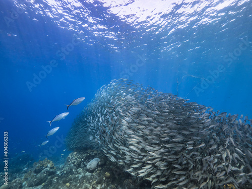 Hunting Blue Runner in bait ball, school of fish in turquoise water of coral reef in Caribbean Sea, Curacao