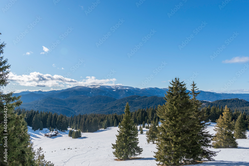 Winter landscape in mountainous forest area with tall spruce trees and snow. Ski resort Pamporovo, Bulgaria. Winter holidays and travel. Panorama