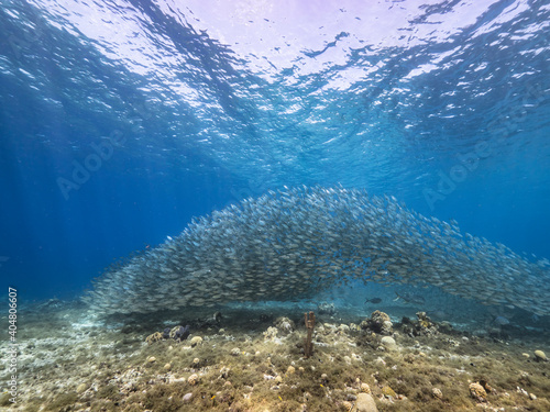 Bait ball, school of fish in turquoise water of coral reef in Caribbean Sea