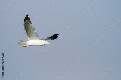 Heuglins Meeuw, Heuglin's Gull, Larus heuglini photo