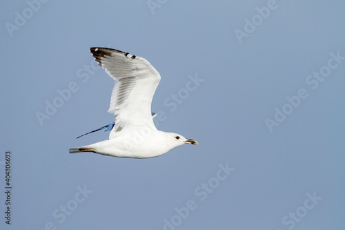 Heuglins Meeuw, Heuglin's Gull, Larus heuglini photo