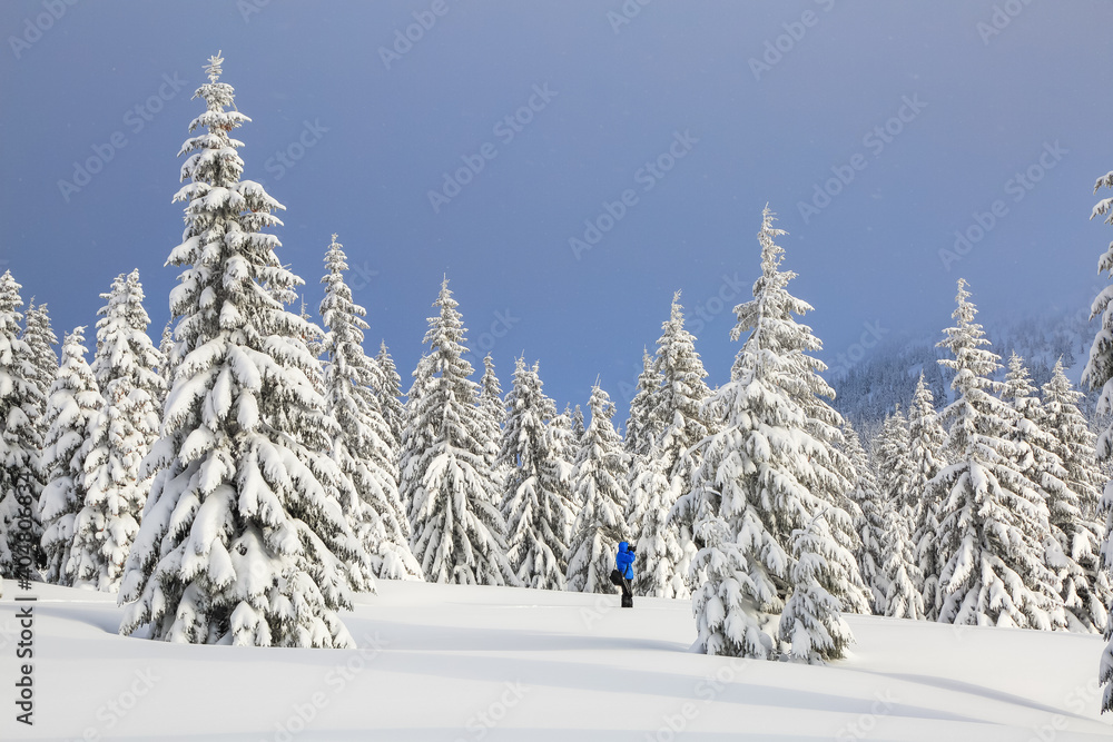Fototapeta premium Landscape on the cold winter morning. Pine trees in the snowdrifts. Lawn and forests. Snowy background. Nature scenery. Location place the Carpathian, Ukraine, Europe.