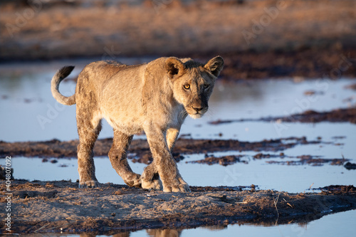 lion cub at Etocha
