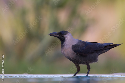 Huiskraai, House Crow, Corvus splendens photo