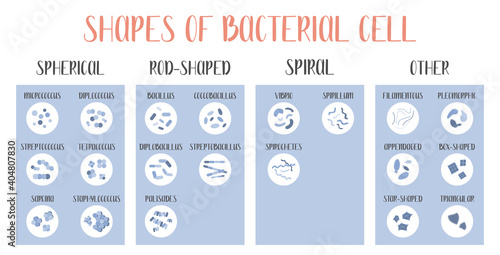 Bacteria classification. Shapes of bacteria. Types and different forms of bacterial cells: spherical (cocci), rod-shaped (bacilli), spiral and other. Morphology. Microbiology. Vector flat illustration