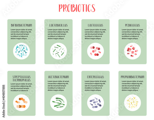 Probiotics infographic. Lactic acid bacteria. Good bacteria for gut and intestinal flora health. Microbiome. Bifidobacterium, lactobacillus, lactococcus, thermophilus streptococcus. Vector set