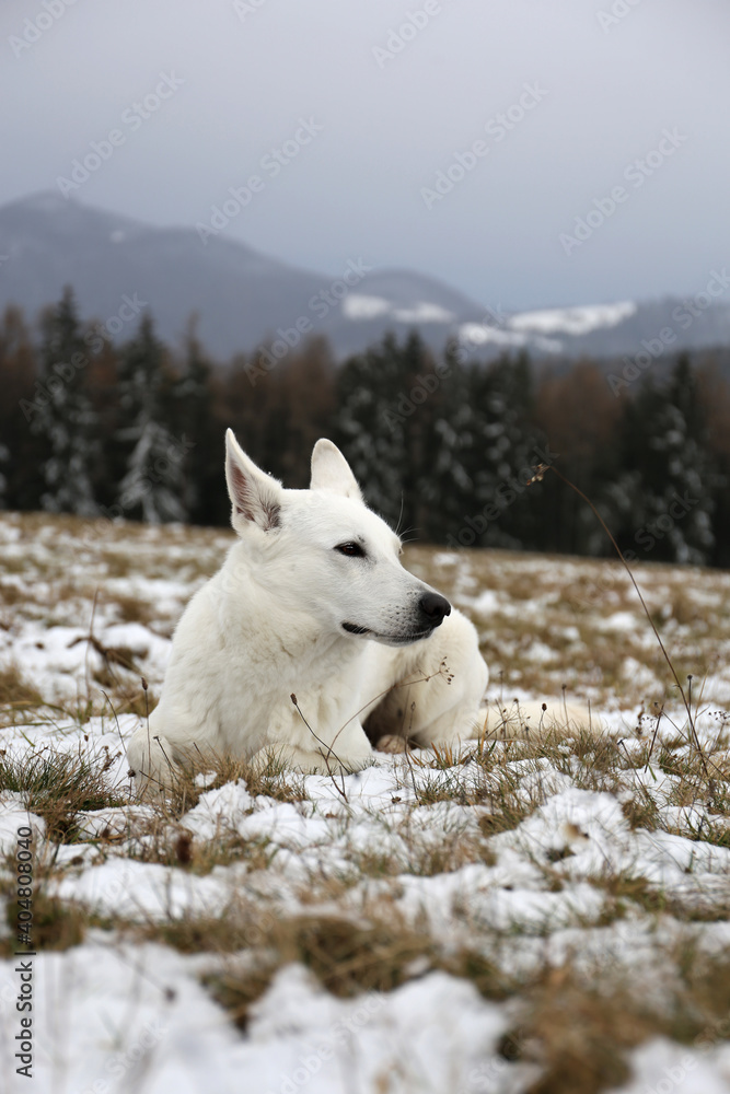 Wildness / White dog in mountains Wildness / White dog in mountains