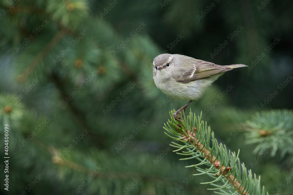Humes Bladkoning, Hume's Leaf Warbler, Phylloscopus humei humei Humes Bladkoning, Hume's Leaf Warbler, Phylloscopus humei humei