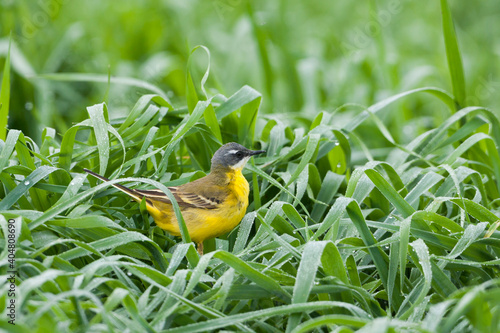 Witkeelkwikstaart, White-throated Wagtail, Motacilla cinereocapilla iberiae photo