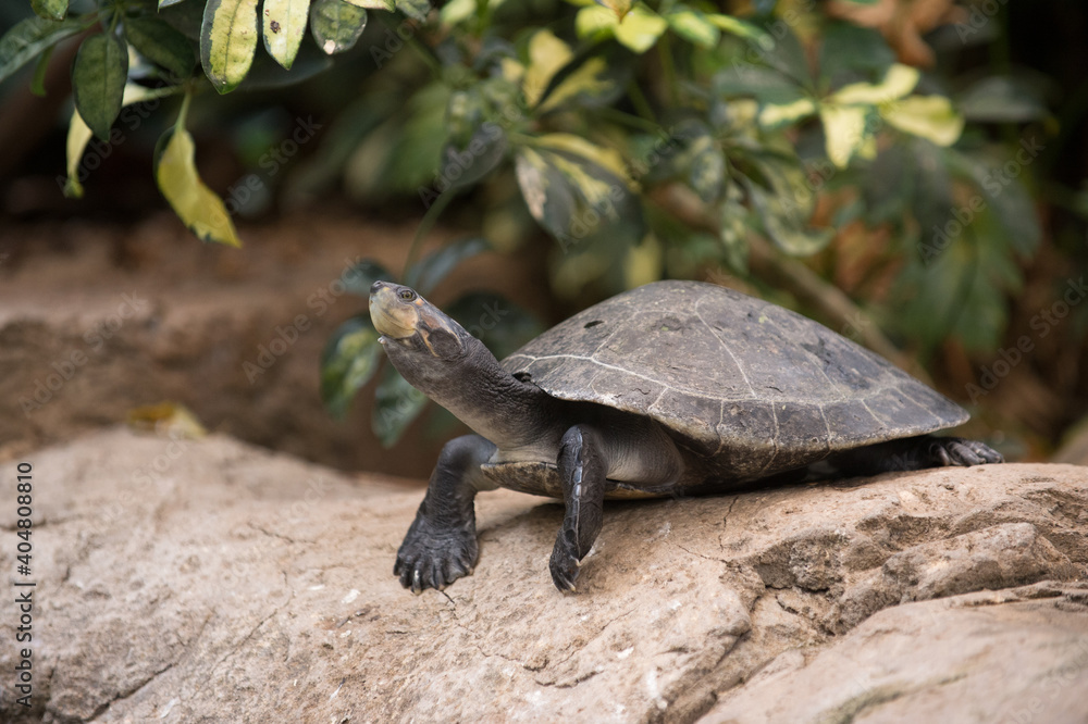 Fototapeta premium Südafrika