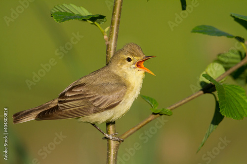 Spotvogel, Icterine Warbler, Hippolais icterina