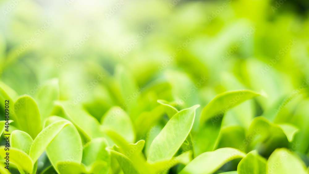 Fototapeta premium Nature blur leaves green bokeh Spring and autumn garden background Soft focus light