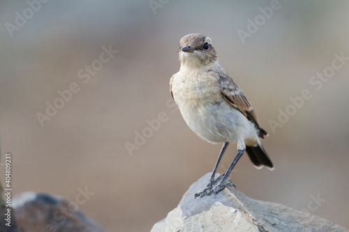 Izabeltapuit, Isabelline Wheatear, Oenanthe isabellina photo